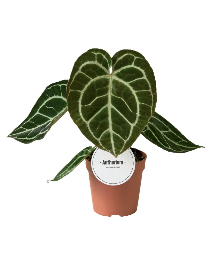 Anthurium crystallinium