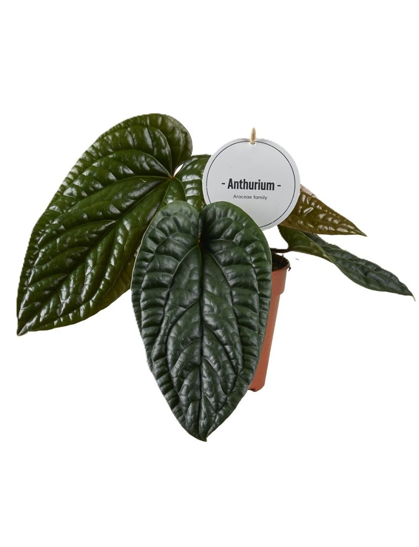 Anthurium Luxurians x Radicans