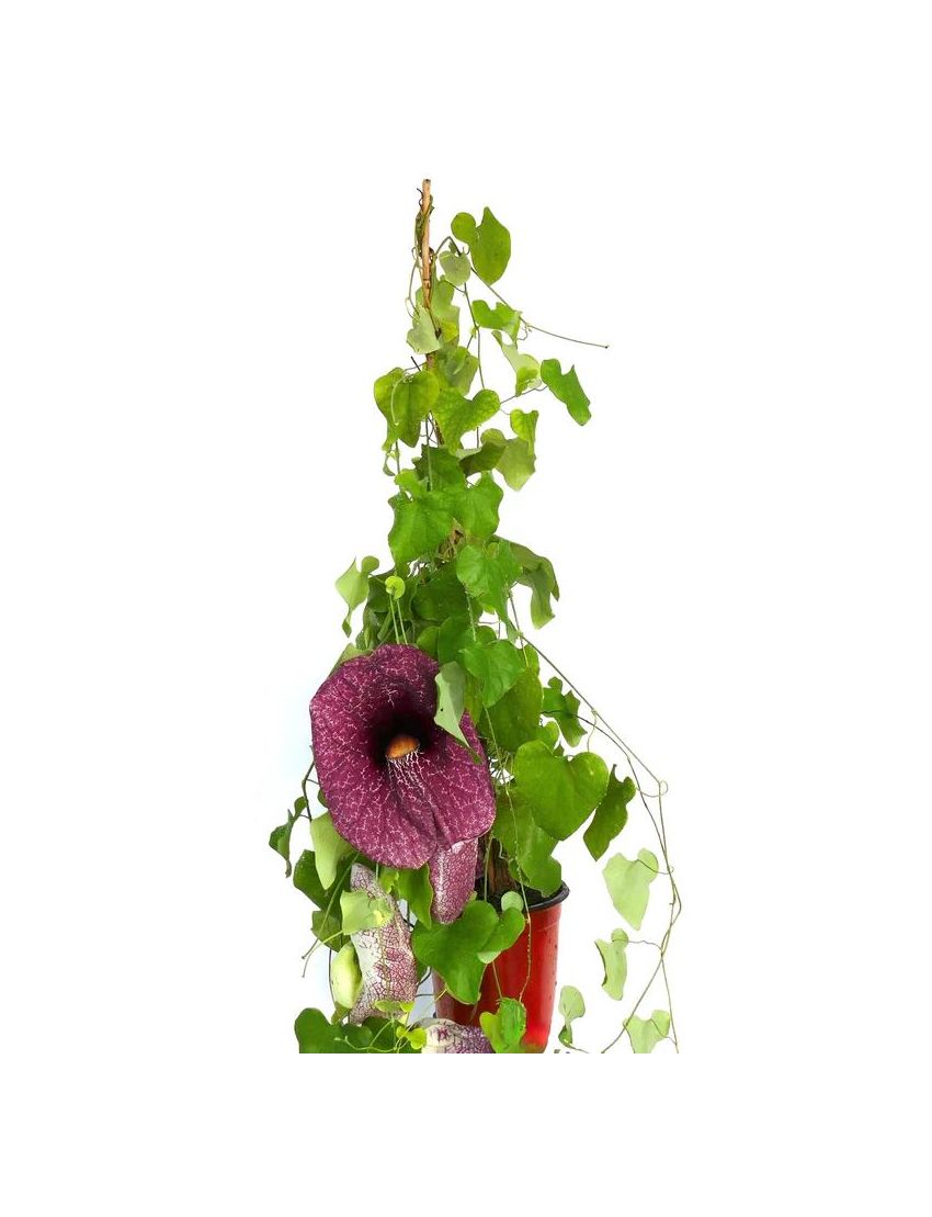 Aristolochia gigantea