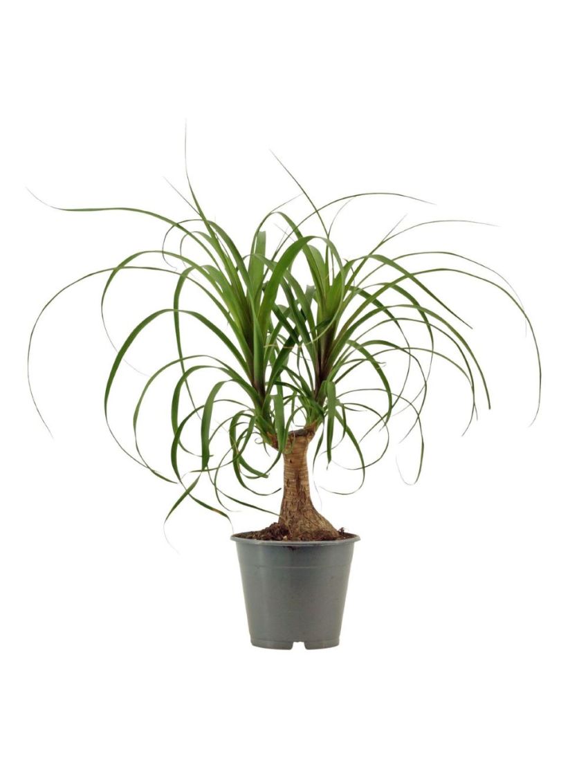 Beaucarnea recurvata