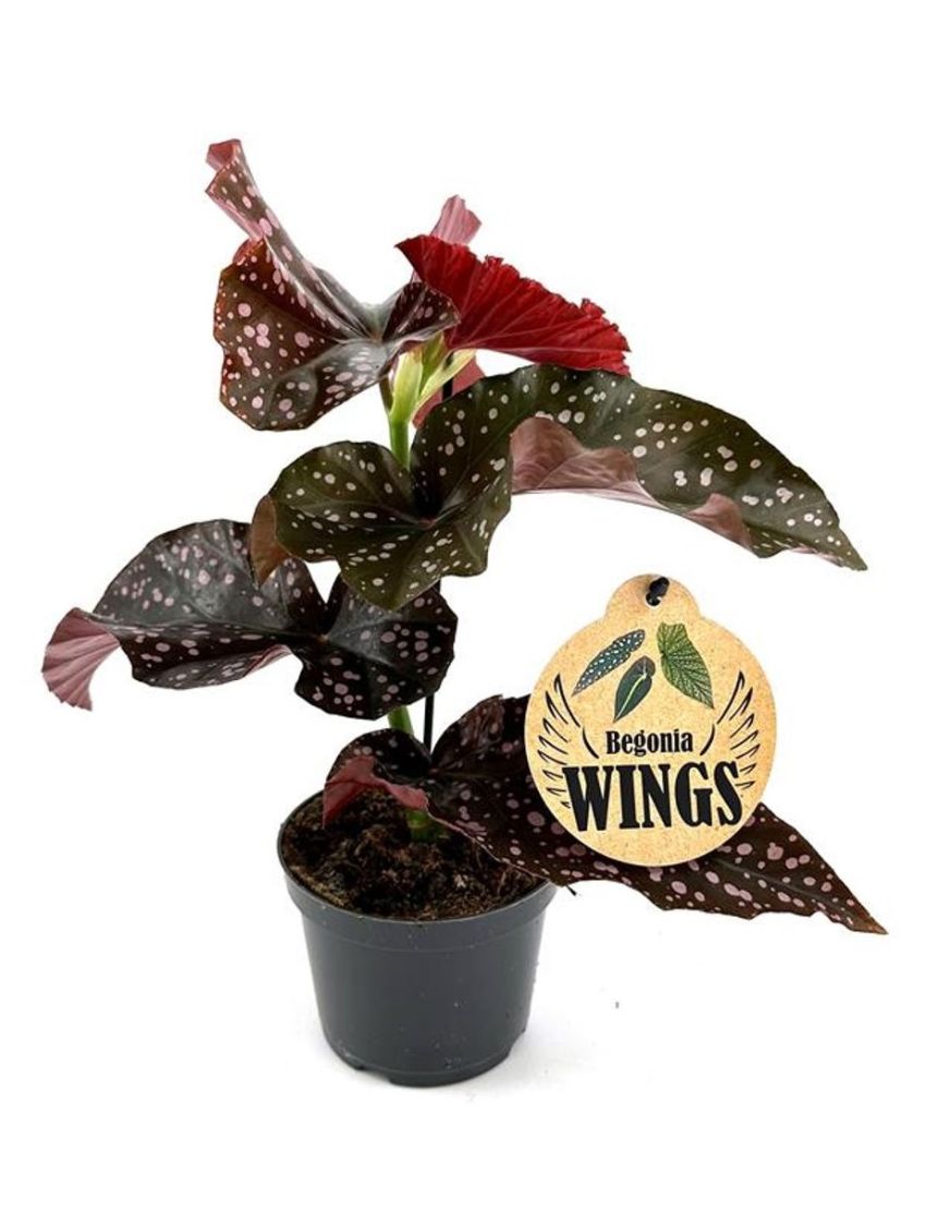 Begonia 'Cracklin' Rosie'