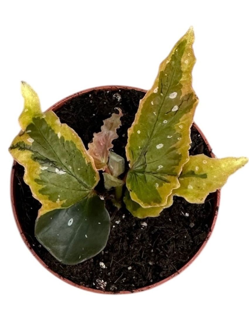 Begonia 'Dainty Spray Sport Variegata'