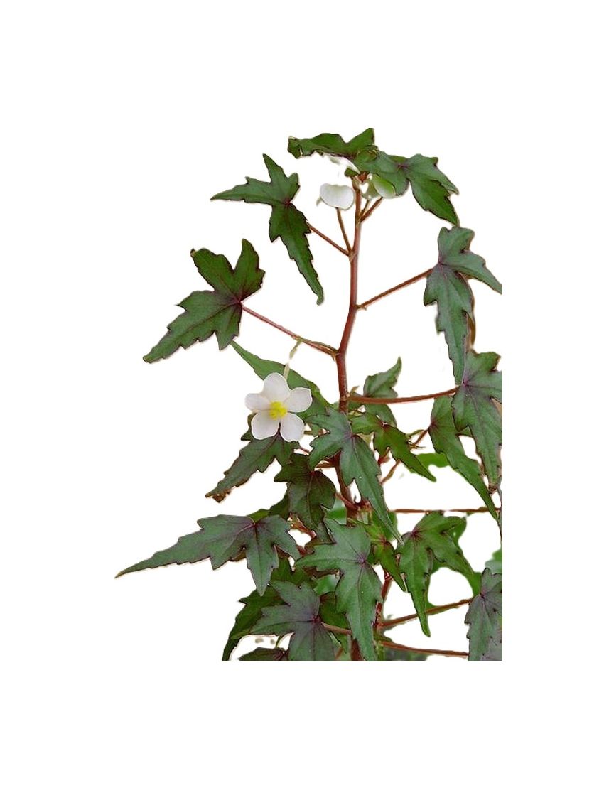 Begonia dregei