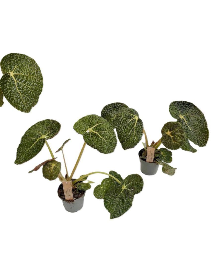 Begonia gehrtii