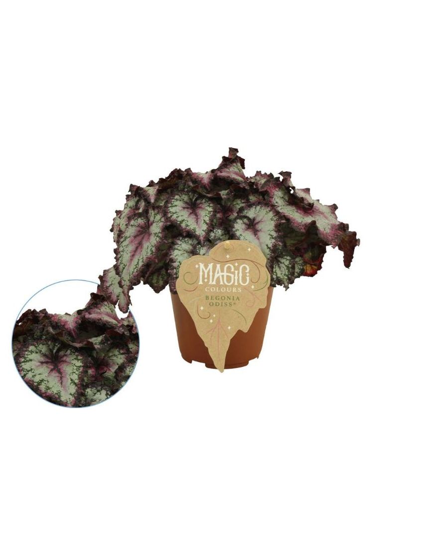 Begonia rex ‘Odissi’