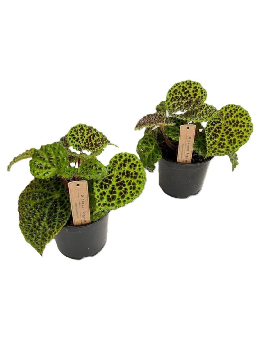 Begonia melanobullata