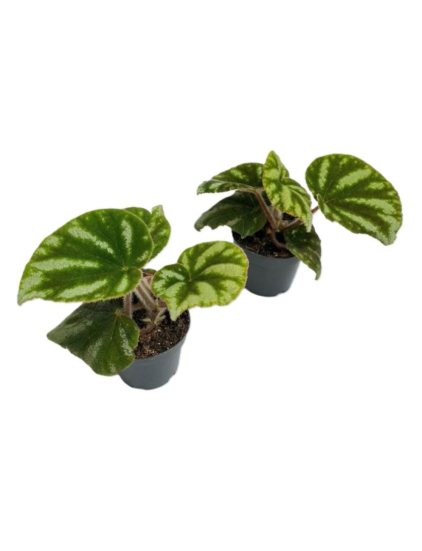 Begonia sp. Ngoc Lac Green Form