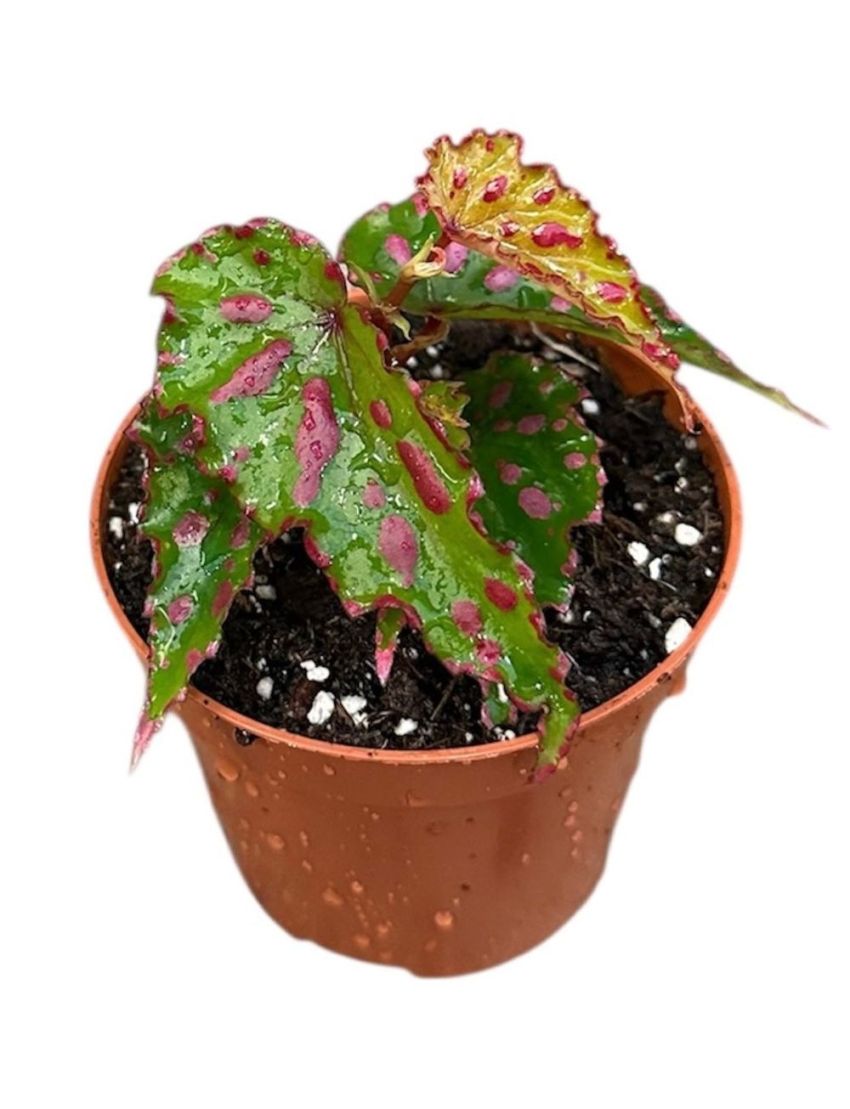 Begonia 'Pink Dottie'