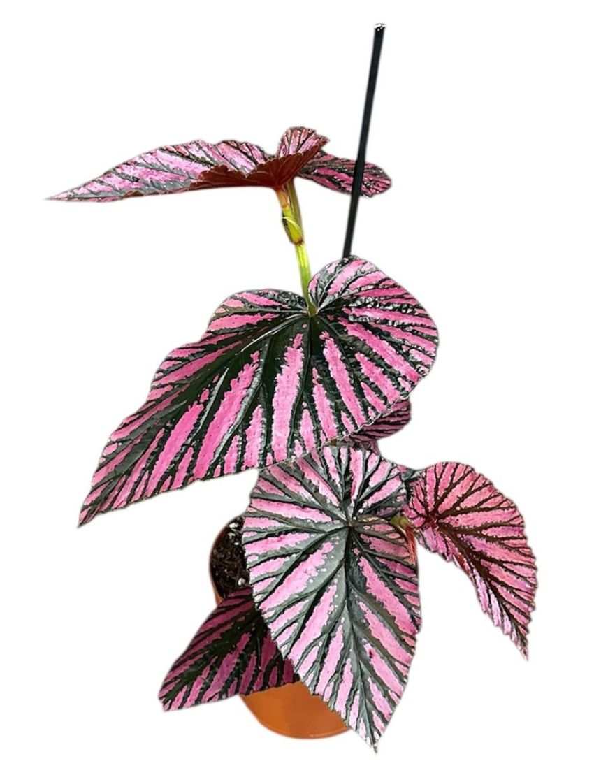 Begonia brevirimosa