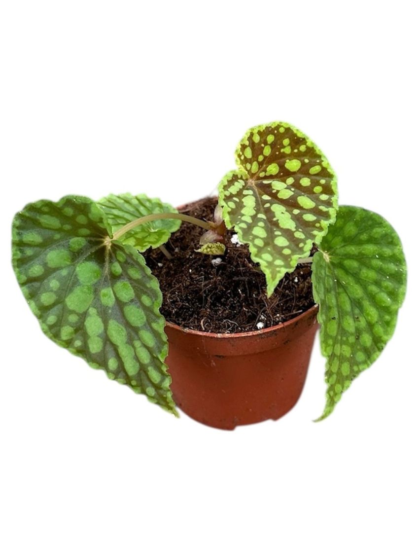 Begonia chlorosticta