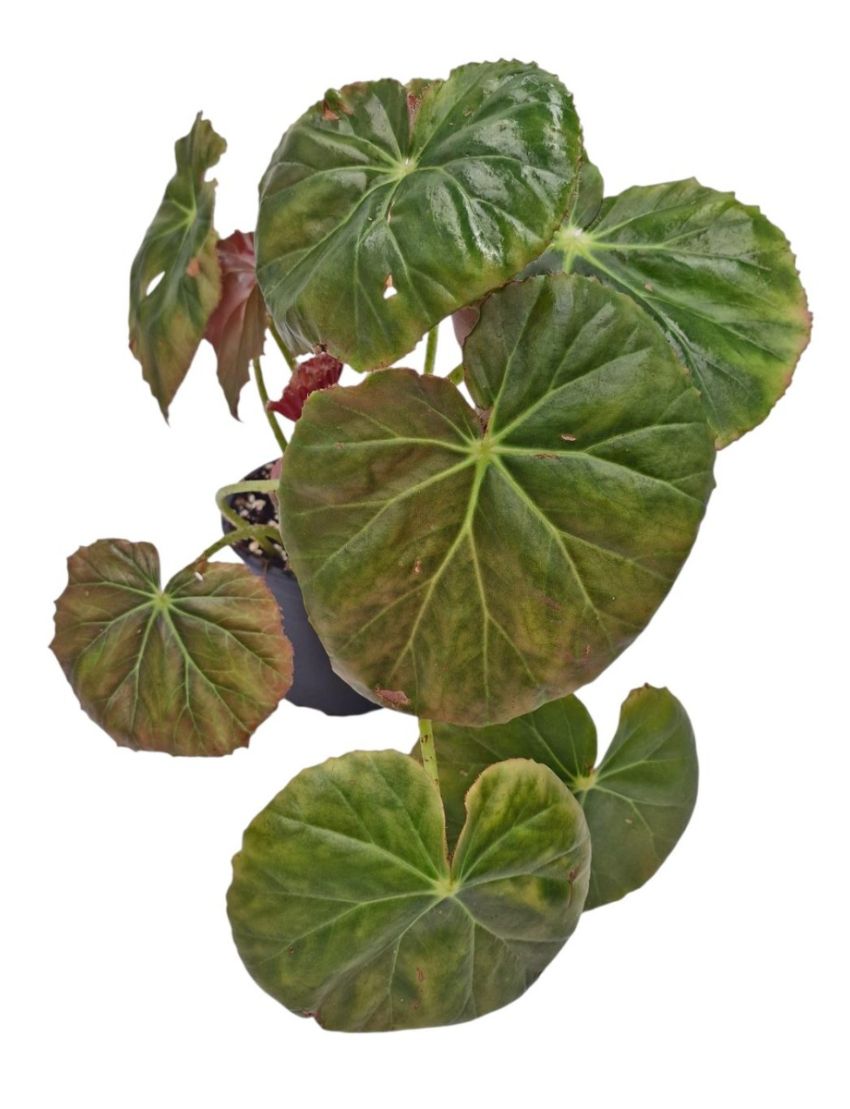 Begonia × erythrophylla