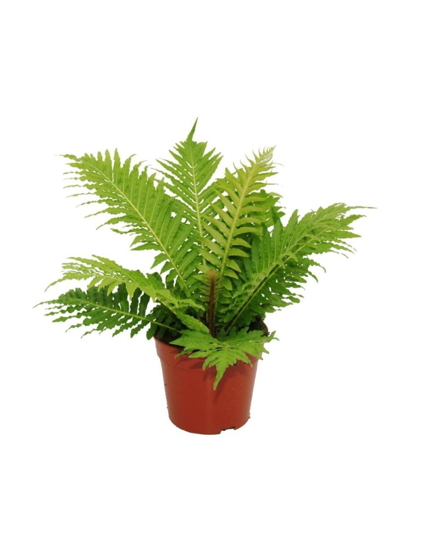 Blechnum gibbum 'Silver Lady'