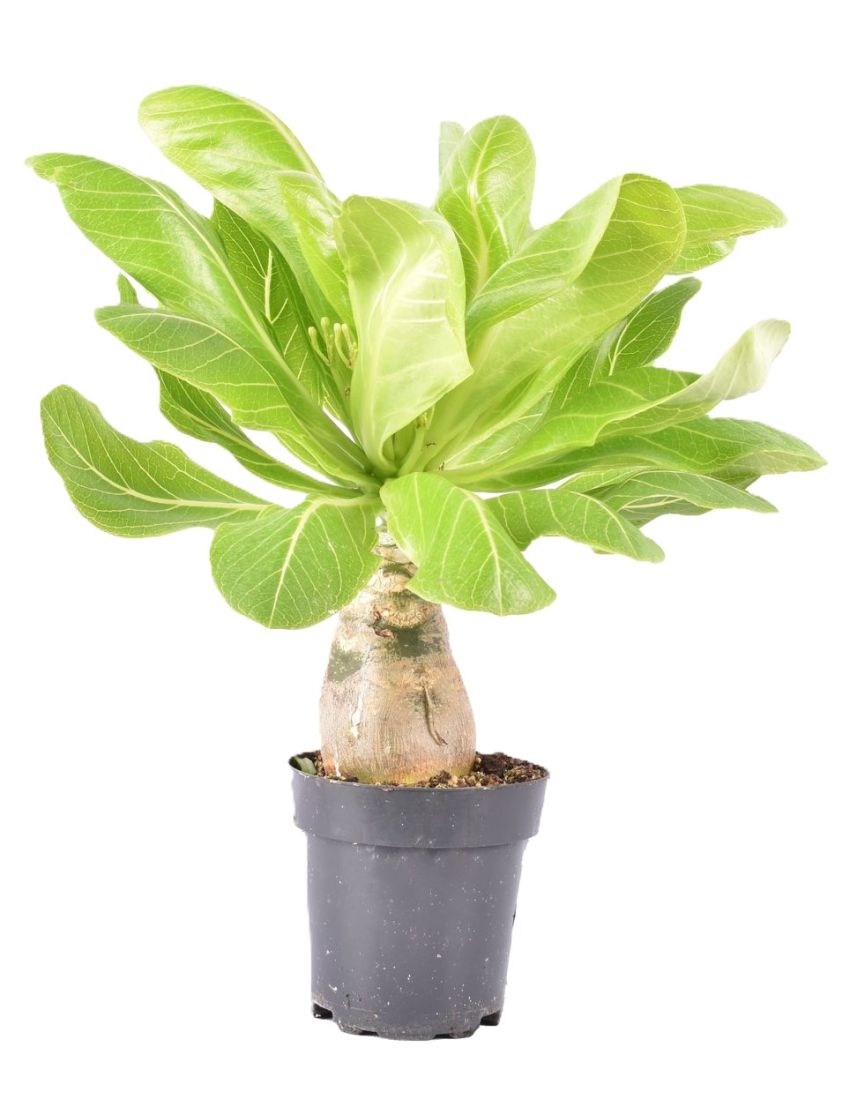 Brighamia insignis