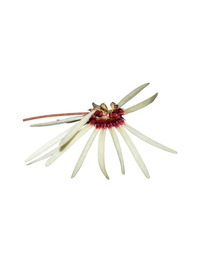 Bulbophyllum makoyanum