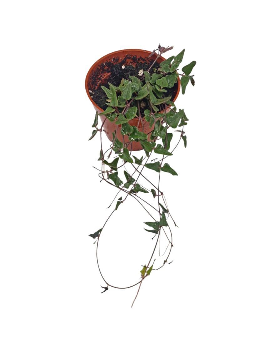 Ceropegia 'Orange River'