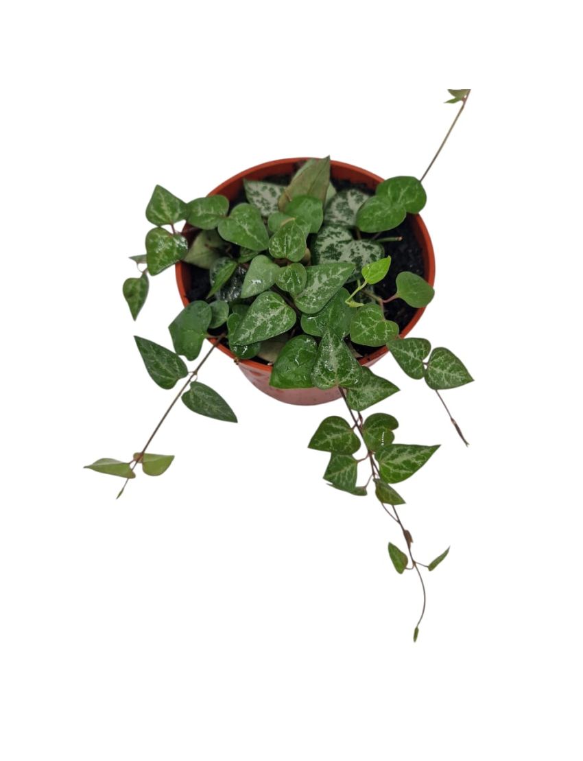 Ceropegia ‘String of Spades’