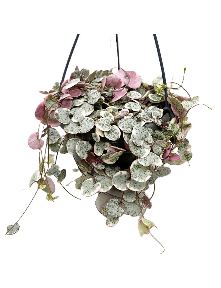 Ceropegia woodii variegata