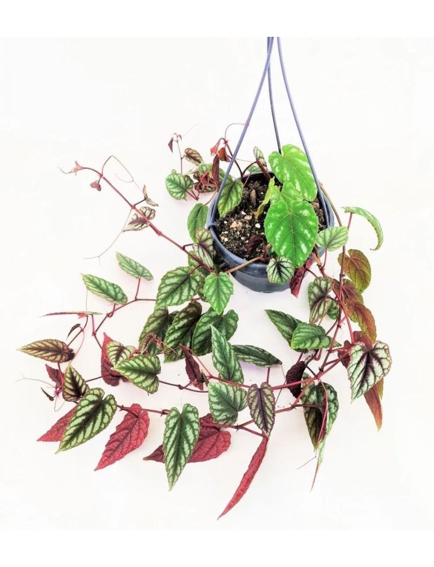 Cissus discolor
