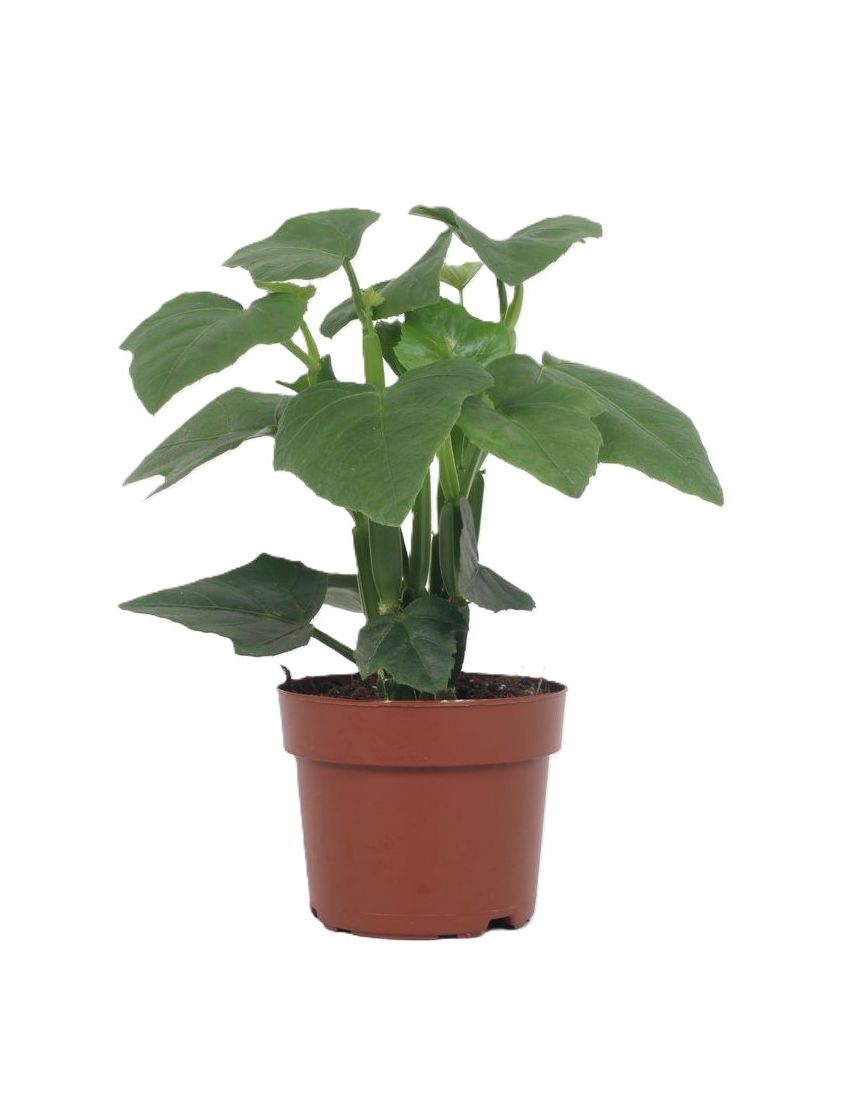 Cissus quadrangularis