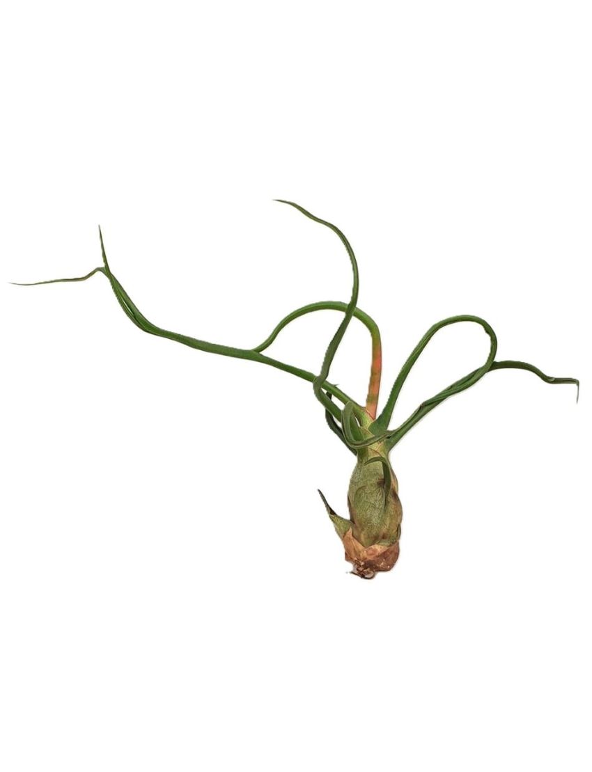 Tillandsia Bulbosa