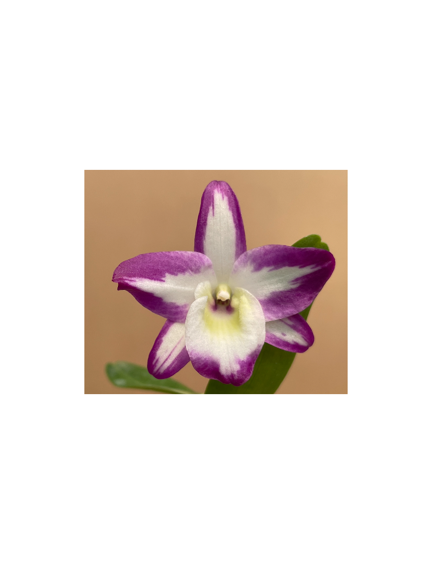 Dendrobium Hamana Lake ‘Prism’