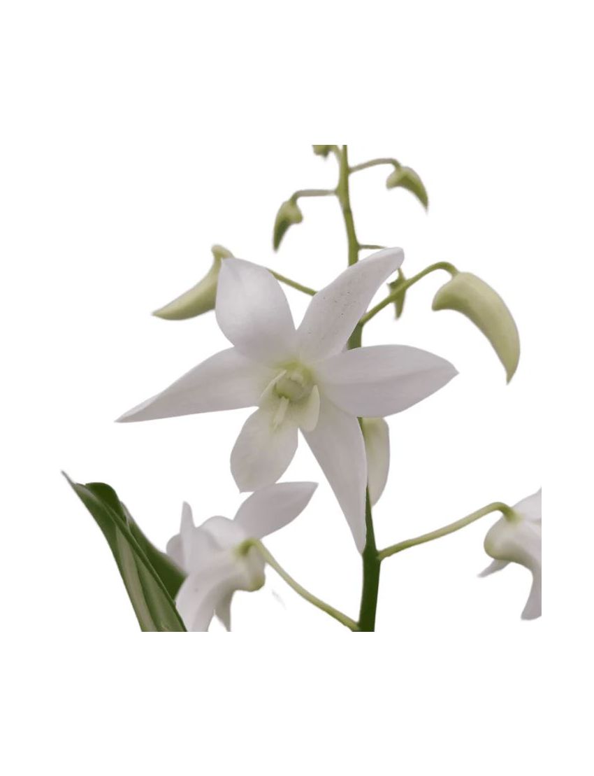 Dendrobium Ida