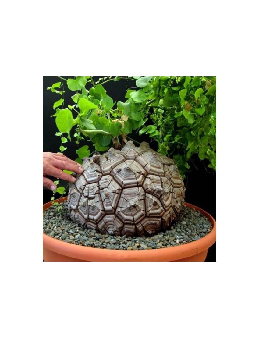 Dioscorea elephantipes