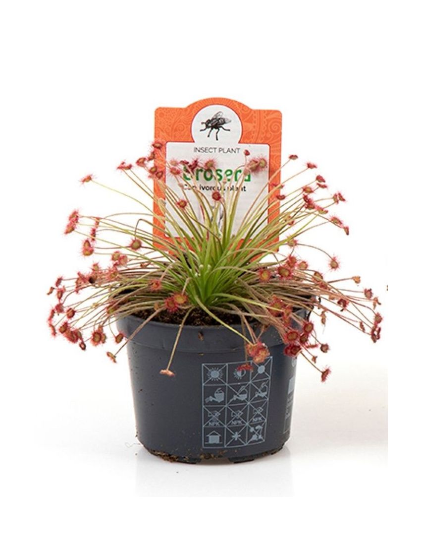 Drosera paradoxa