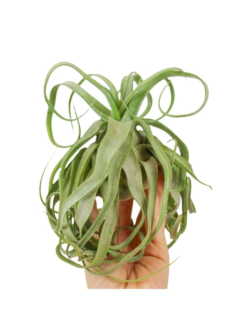Tillandsia Streptophylla