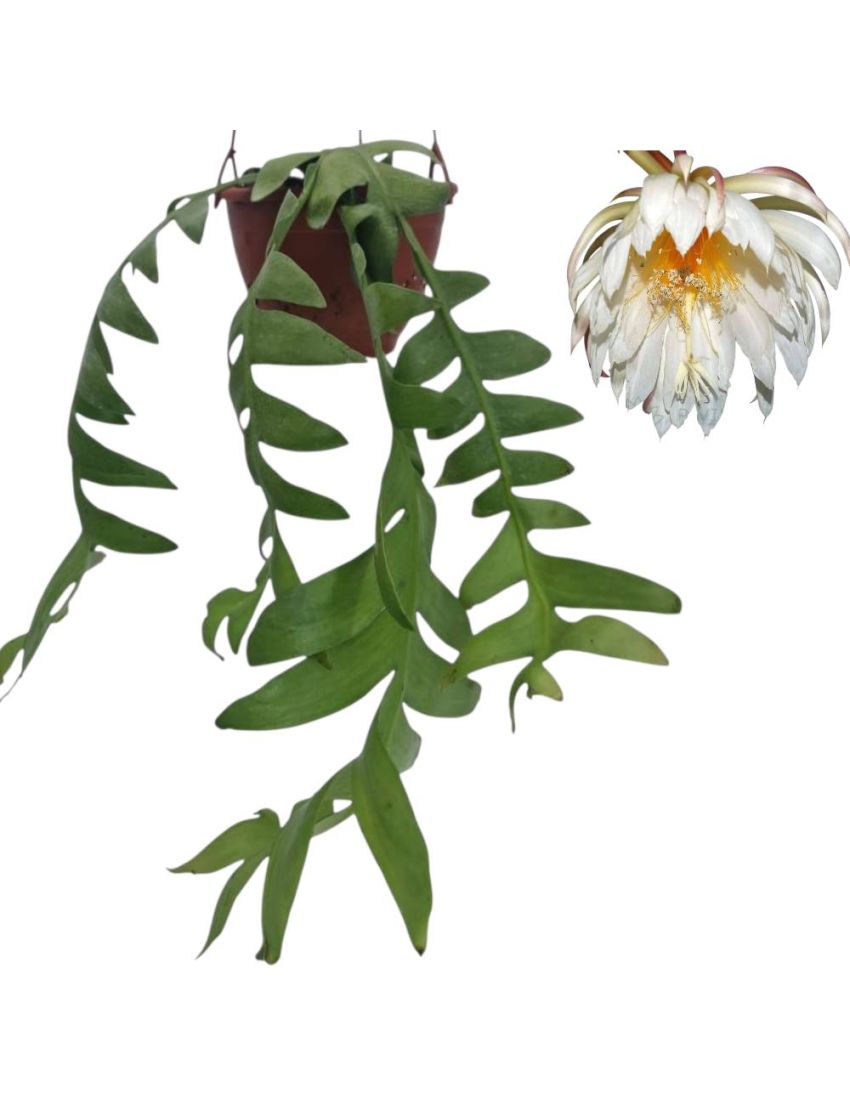 Epiphyllum chrysocardium