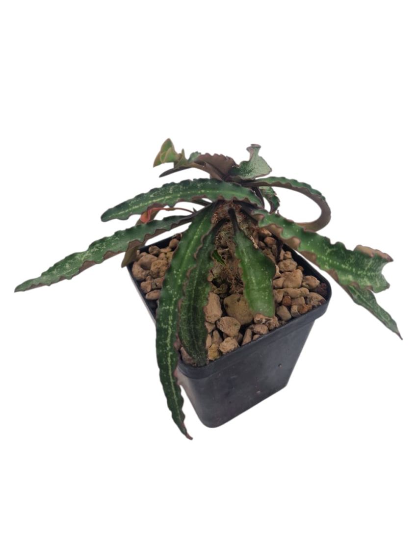 Euphorbia francoisii