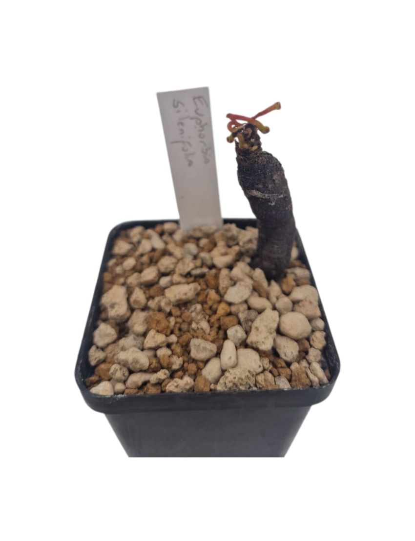 Euphorbia silenifolia