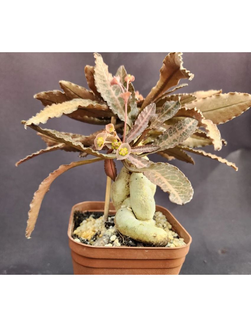 Euphorbia francoisii