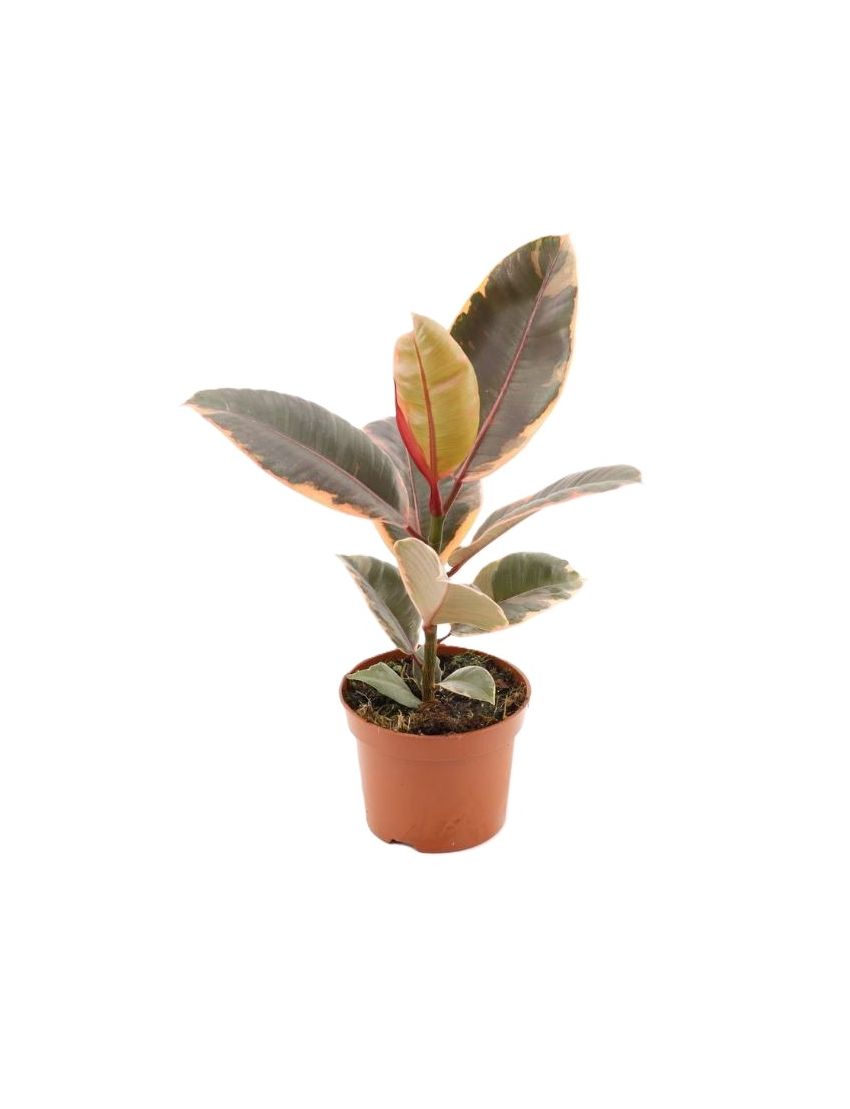 Ficus elastica 'Belize'