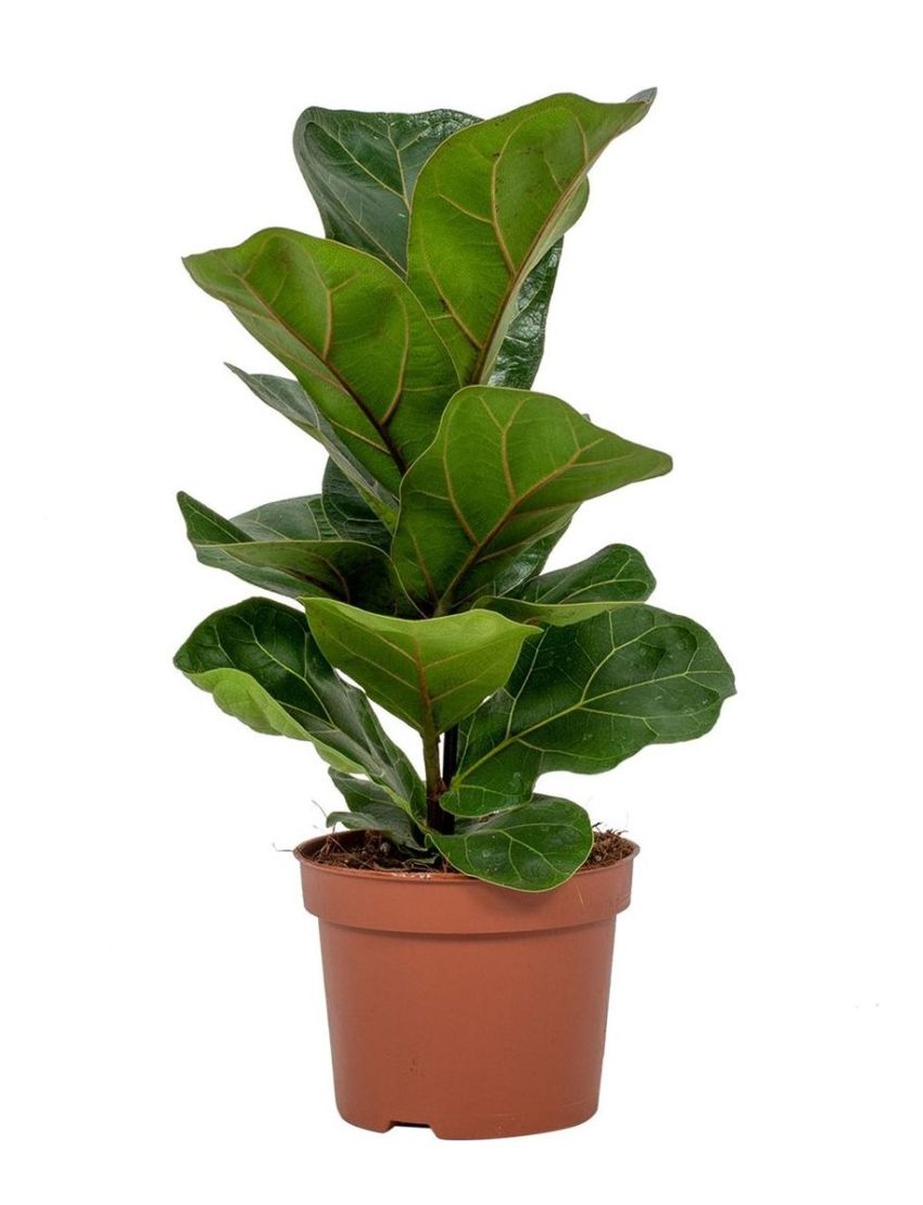 Ficus lyrata 'Bambino'