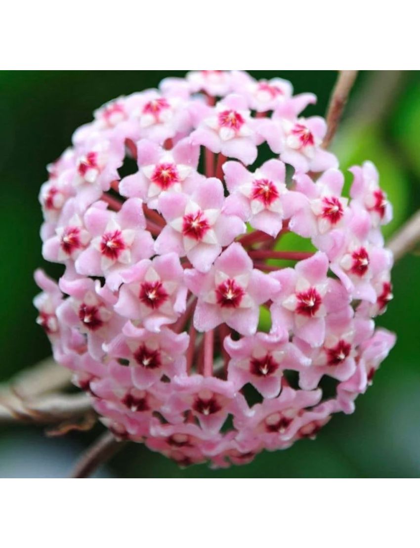 Hoya carn. ´Flamingo Dream´