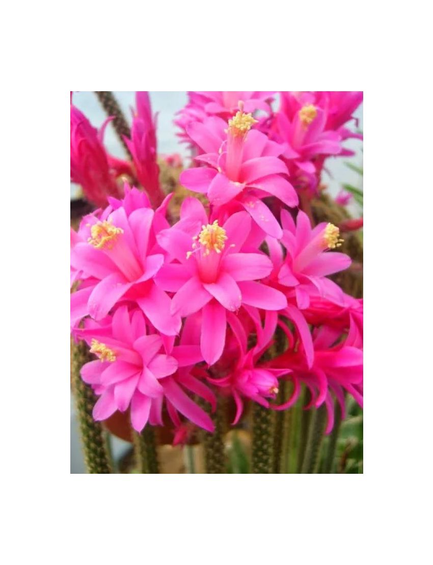 Disocactus flagelliformis