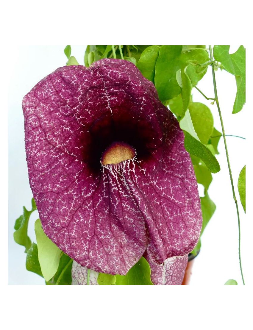 Aristolochia gigantea