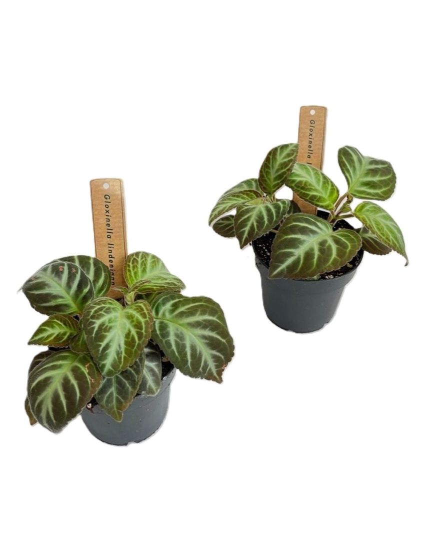 Gloxinella lindeniana