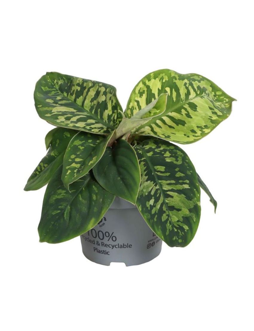 Homalomena wallisii 'Camouflage'