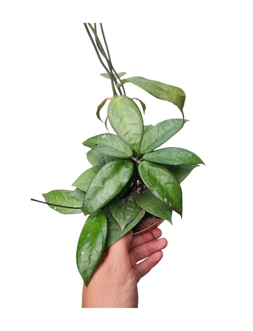 Hoya ‘Tequila Sunrise’