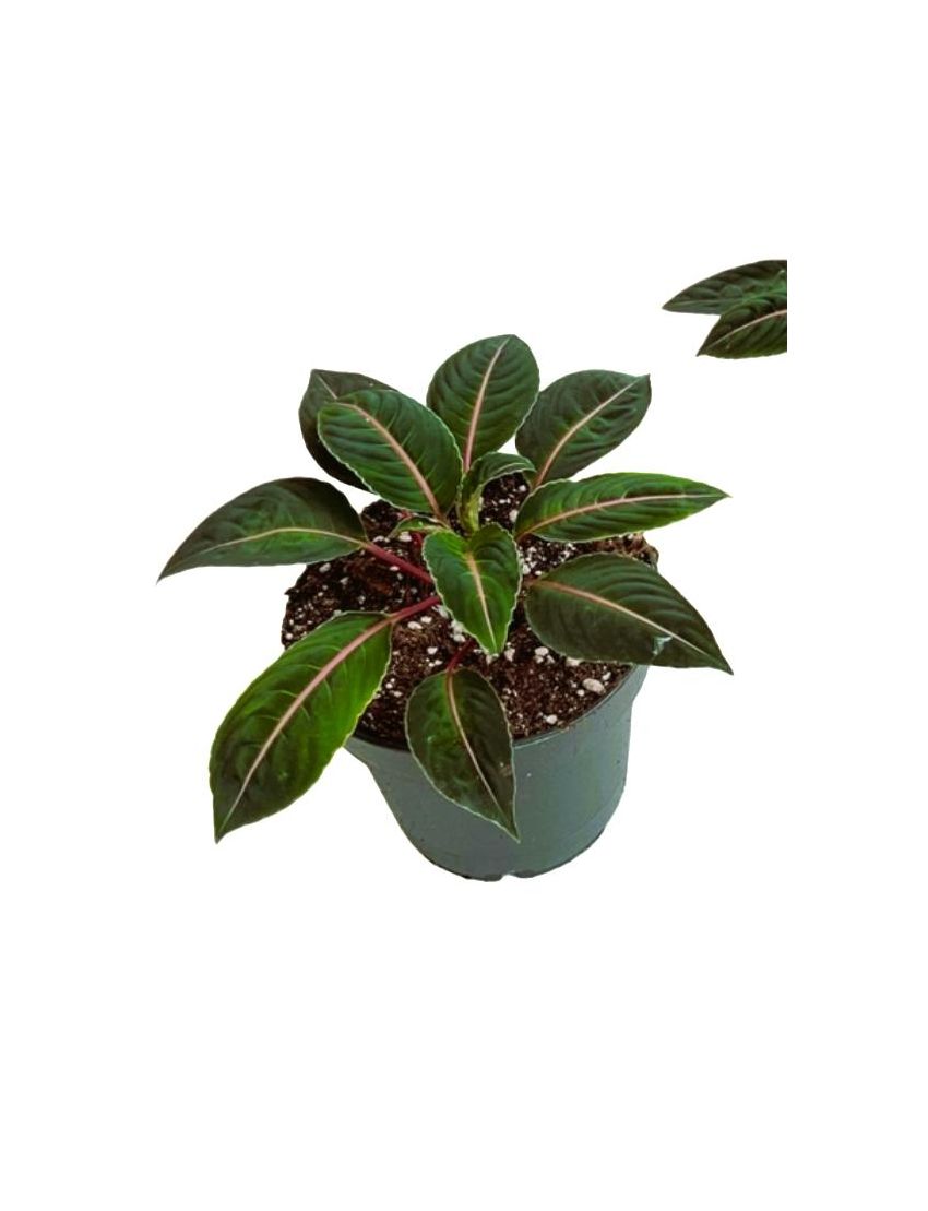 Impatiens morsei ‘Velvetea’