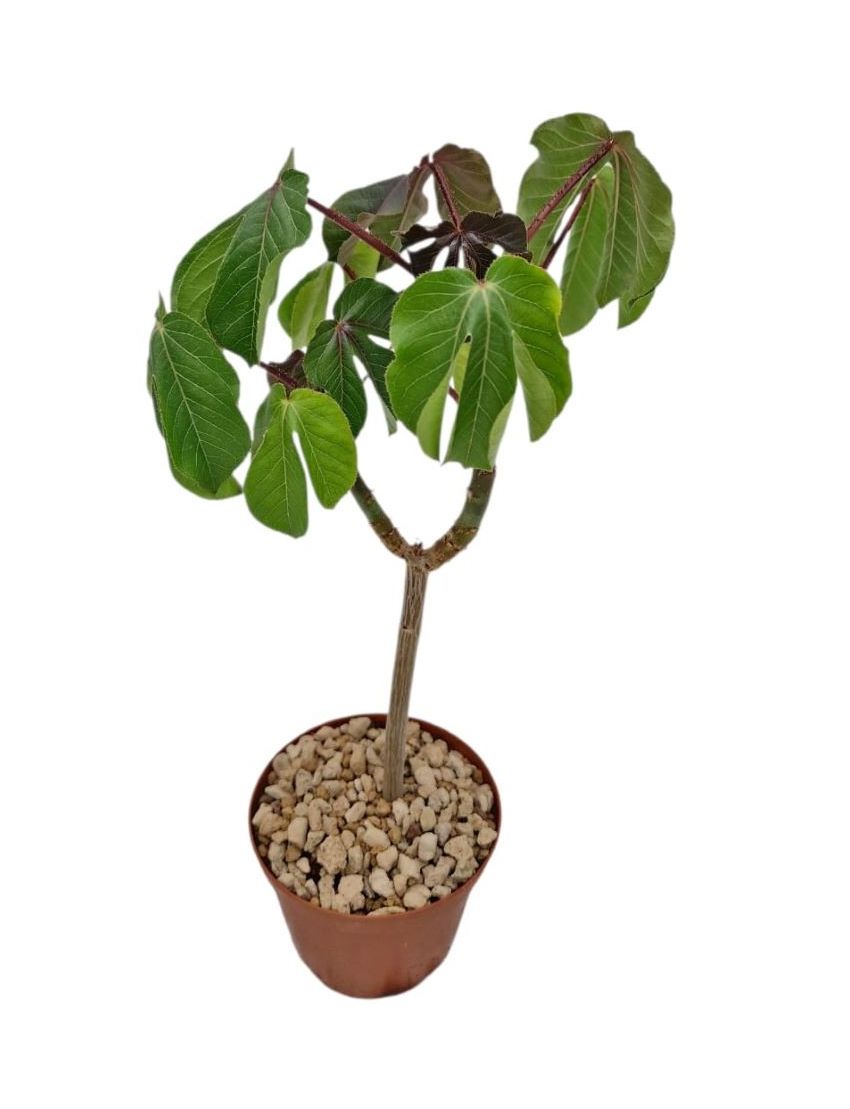 Jatropha gossypiifolia