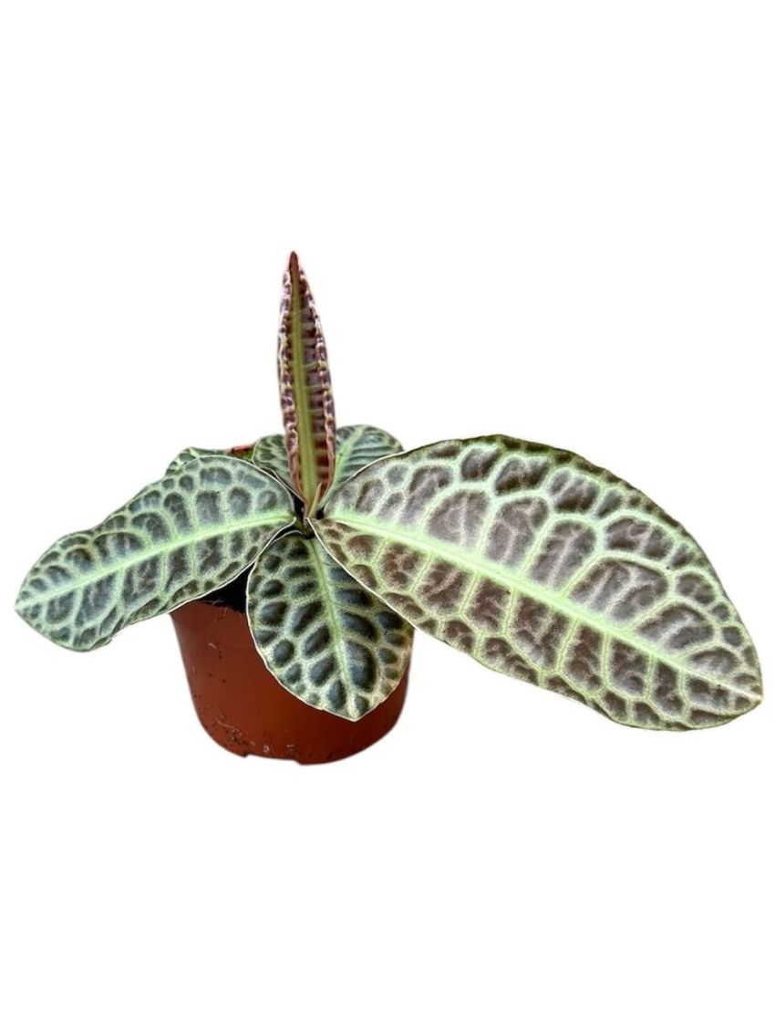 Labisia ‘Turtle Back’