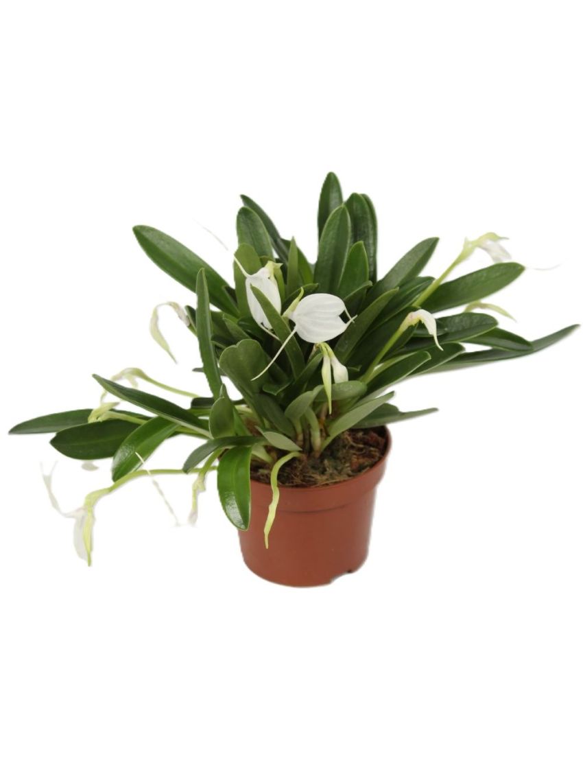 Masdevallia tovarensis