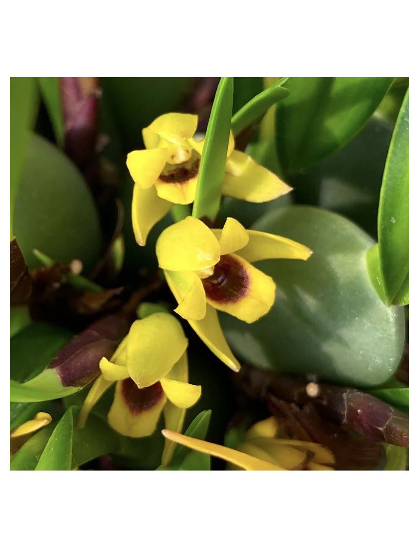 Maxillaria variabilis