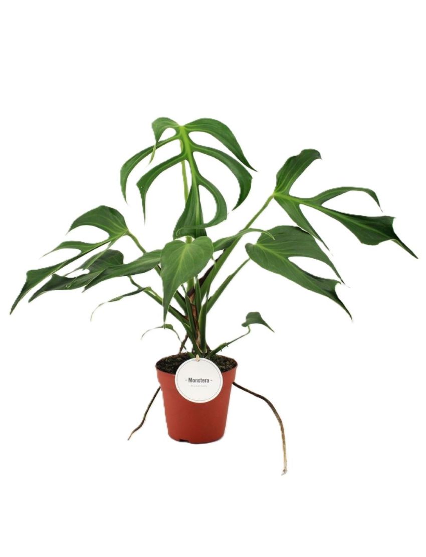 Monstera 'Burle Marx Flame'