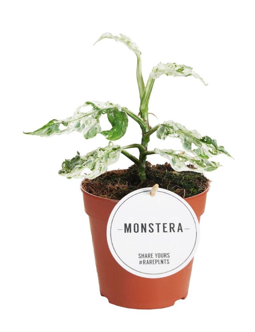 Monstera 'Frozen Freckles'