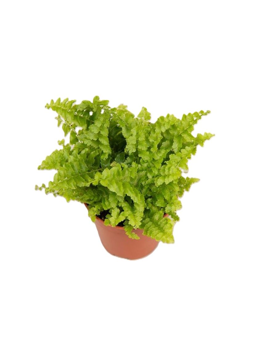 Nephrolepis exaltata ‘Green Fantasy’