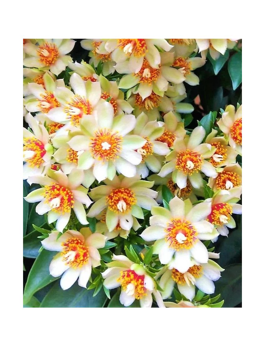 Pereskia aculeata (ora-pro-nóbis)